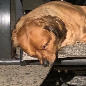 Meet your Posher, Sheri